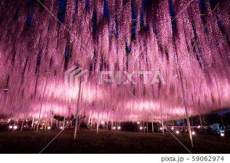藤の花ライトアップ 藤の花ライトアップ 59062974