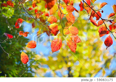 ハナミズキの紅葉の写真素材