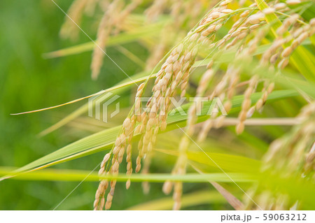 稲穂 59063212