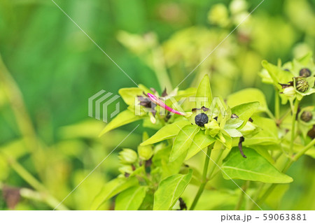 オシロイバナの実 59063881