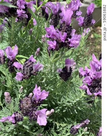 ラベンダー ラベンダー 59063882