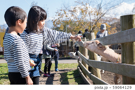 ヤギの餌やり 59064129