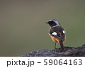 ジョウビタキ 59064163