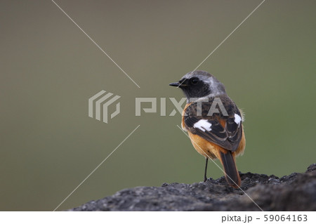 ジョウビタキ 59064163