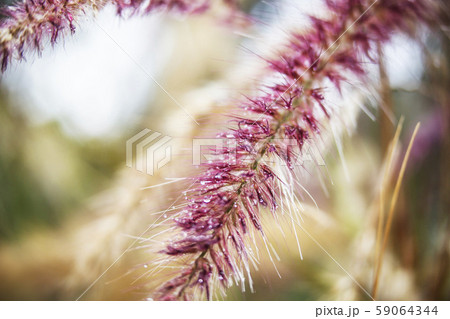 close up view of a reeds during the day background 59064344