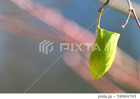 ウスタビガの繭殻 59064745