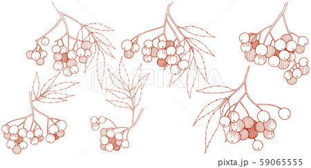 Vector autumn red sorbus plant. Berry plant botanical garden floral foliage. Isolated illustration Vector autumn red sorbus plant. Berry plant botanical garden floral foliage. Isolated illustration 59065555