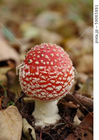 ベ二テングタケ 59065891