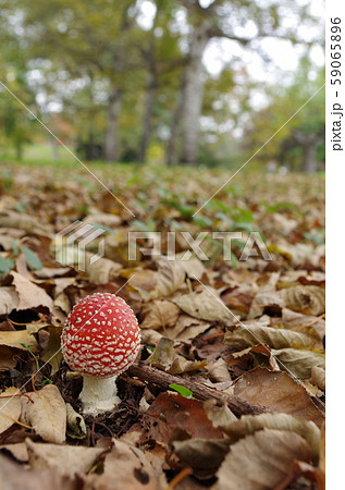 ベ二テングタケ 59065896