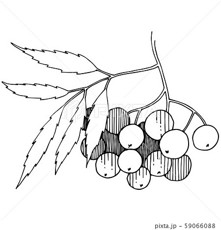 Vector autumn black sorbus plant. Berry plant botanical garden floral foliage. Isolated illustration 59066088