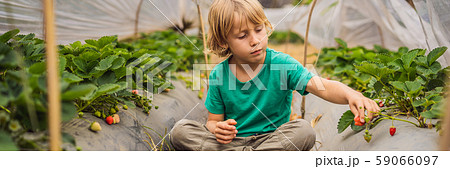 BANNER, LONG FORMAT Strawberry plantation in Bali in the Bedugul area. Happy cute kid boy picking BANNER, LONG FORMAT Strawberry plantation in Bali in the Bedugul area. Happy cute kid boy picking 59066097