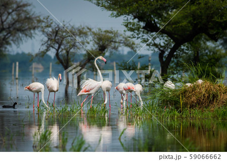 Greater flamingo flock in natural habitat in a early morning hour during monsoon season. A beautiful nature paining created by these flamingos at keoladeo national park, bharatpur, india 59066662