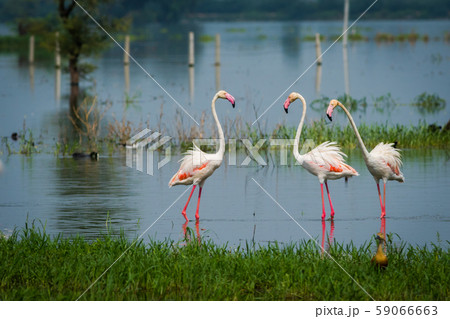 Greater flamingo flock in natural habitat in a early morning hour during monsoon season. A beautiful nature paining created by these flamingos at keoladeo national park, bharatpur, india 59066663