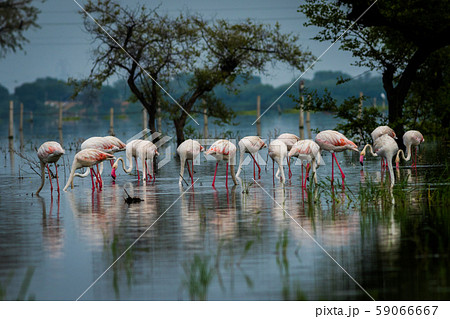 Greater flamingo flock in natural habitat in a early morning hour during monsoon season. A beautiful nature paining created by these flamingos at keoladeo national park, bharatpur, india 59066667
