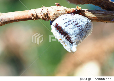 ムネアカハラビロカマキリの卵 ムネアカハラビロカマキリの卵 59066777