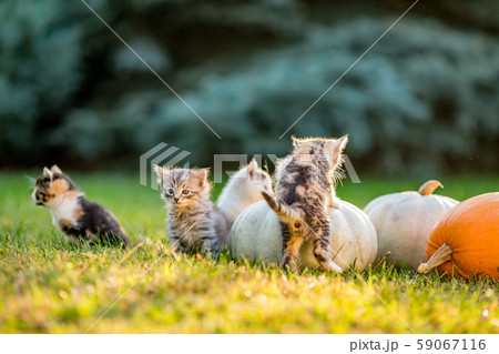 Cute kittens play and sit around pumpkins 59067116
