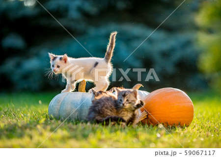 Cute kittens play and sit around pumpkins 59067117
