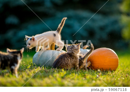 Cute kittens play and sit around pumpkins 59067118