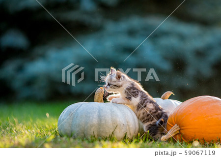 Cute kittens play and sit around pumpkins 59067119