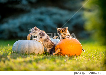 Cute kittens play and sit around pumpkins 59067120