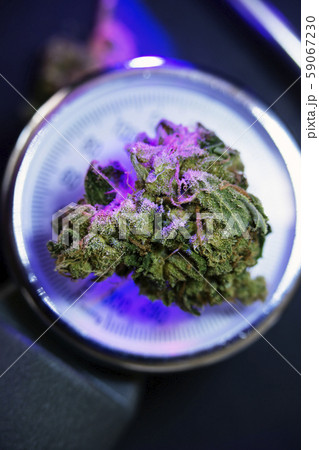 Cannabis, marijuana on pressure blood meter. 59067230