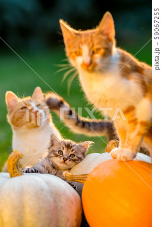 Cute kittens play and sit around pumpkins 59067255