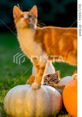 Cute kittens play and sit around pumpkins 59067256