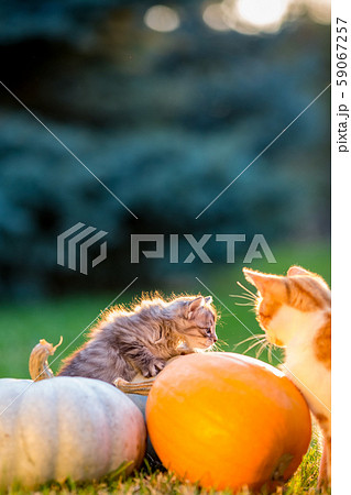 Cute kittens play and sit around pumpkins 59067257