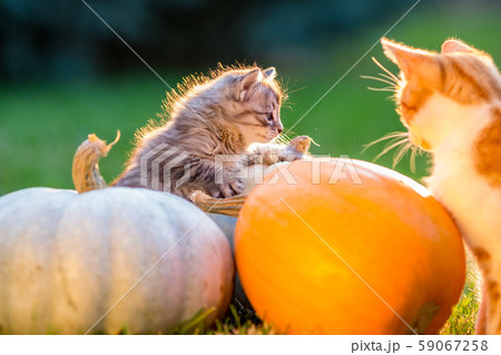 Cute kittens play and sit around pumpkins 59067258