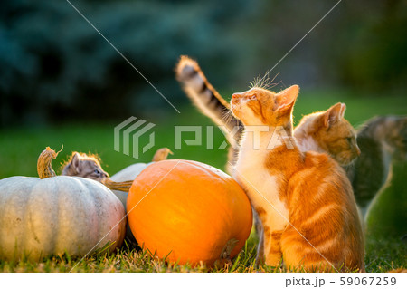 Cute kittens play and sit around pumpkins 59067259