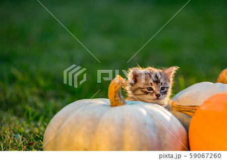 Cute kittens play and sit around pumpkins 59067260