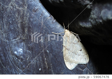 クロテンフユシャク（オス） 59067476