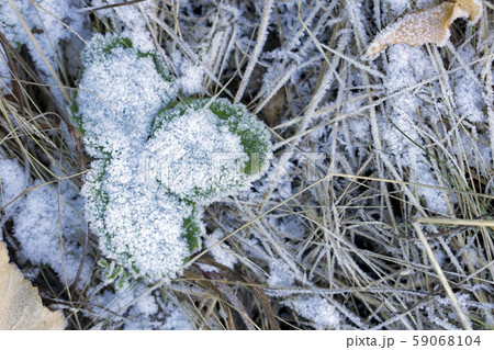 Frozen Leaf of clover Frozen Leaf of clover 59068104