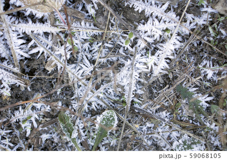 Frozen green grass in garden Frozen green grass in garden 59068105
