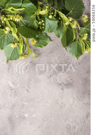 Flowers and leaves of linden tree Flowers and leaves of linden tree 59068356