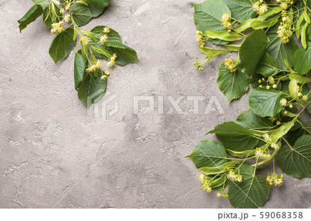Flowers and leaves of linden tree 59068358