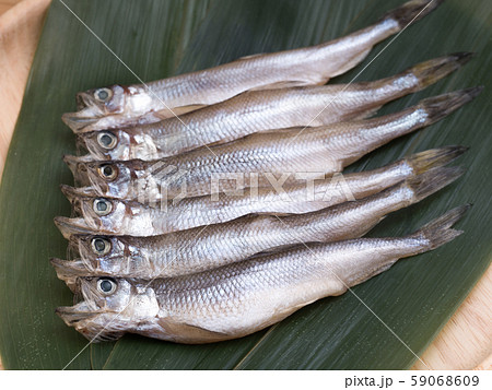 子持ちシシャモ 59068609