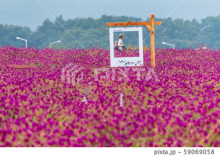 揚州市 センニチコウ 日の出 59069058