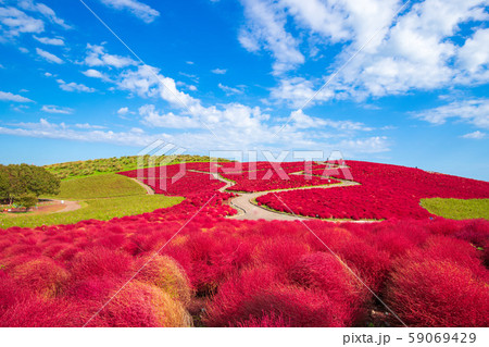 【茨城県】ひたち海浜公園　コキア 59069429