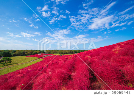 【茨城県】ひたち海浜公園　コキア 59069442