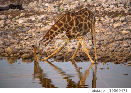 Giraffe drinks water at sunrise in Etosha National Park, Namibia Giraffe drinks water at sunrise in Etosha National Park, Namibia 59069471