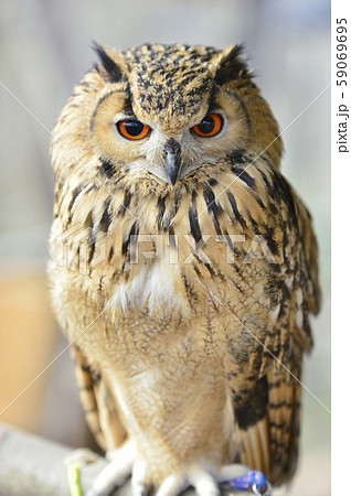 ミミズク ベンガルワシミミズクの写真素材