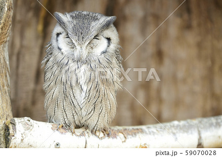 アフリカオオコノハズクの写真素材