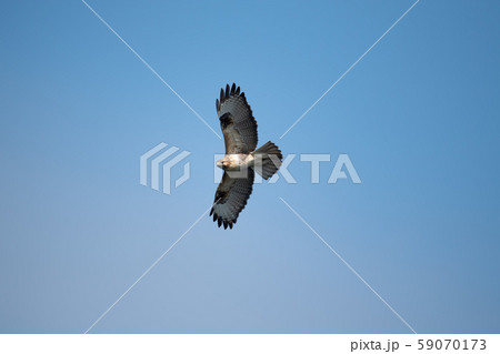 秋、鳴門海峡上を舞うノスリ 59070173