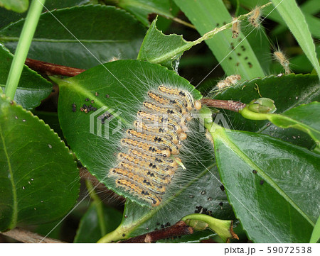 毒のある昆虫 59072538
