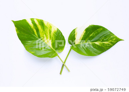 Golden pothos or devil's ivy leaves on white Golden pothos or devil's ivy leaves on white 59072749