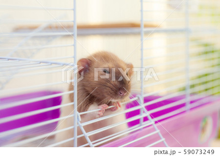 Tricky rat looking out of its cell 59073249
