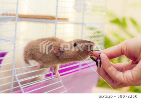 Pet rat eating almond nut 59073250