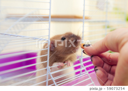 Home rat looking to almond nut 59073254