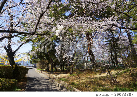 華蔵寺公園の桜の写真素材